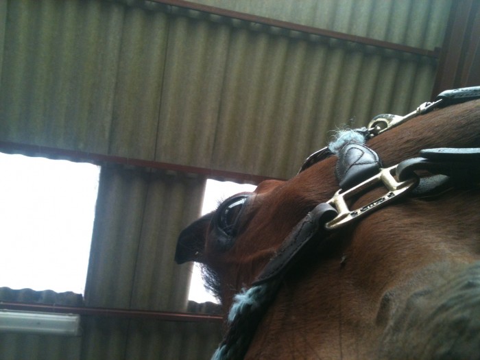 Photo de profil de quidditchdore