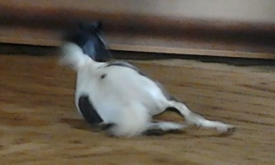 Photo de profil de amelie89