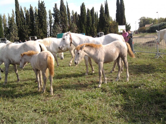 Photo de profil de capau422