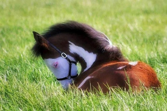 Photo de profil de lovehorses3310