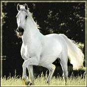 Photo de profil de wildhorses