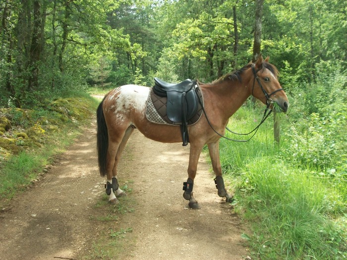 Photo de profil de taurereau