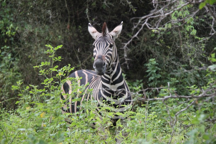 Photo de profil de thais54