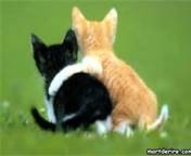 Photo de profil de misschoupaaa