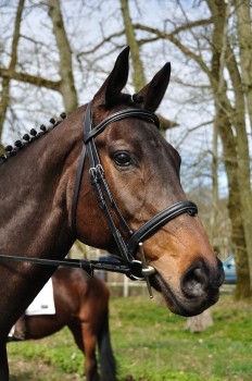 Photo de profil de chevaljunior