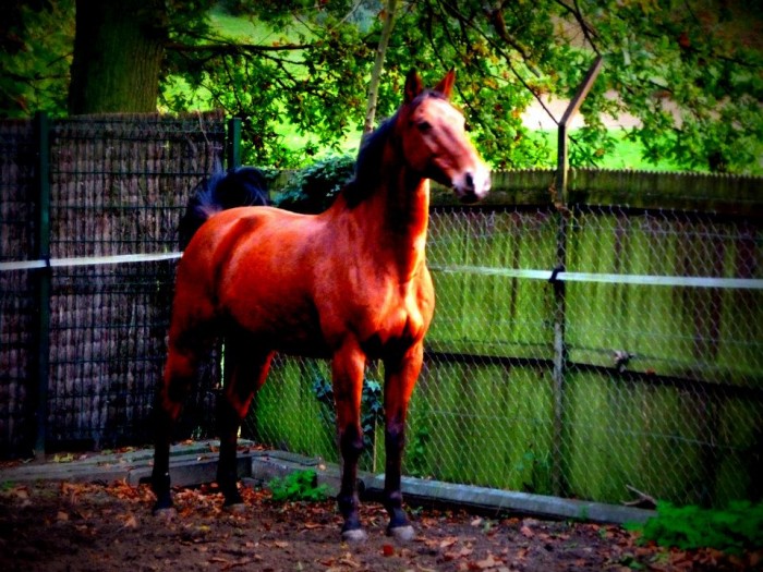 Photo de profil de rosedebuyet