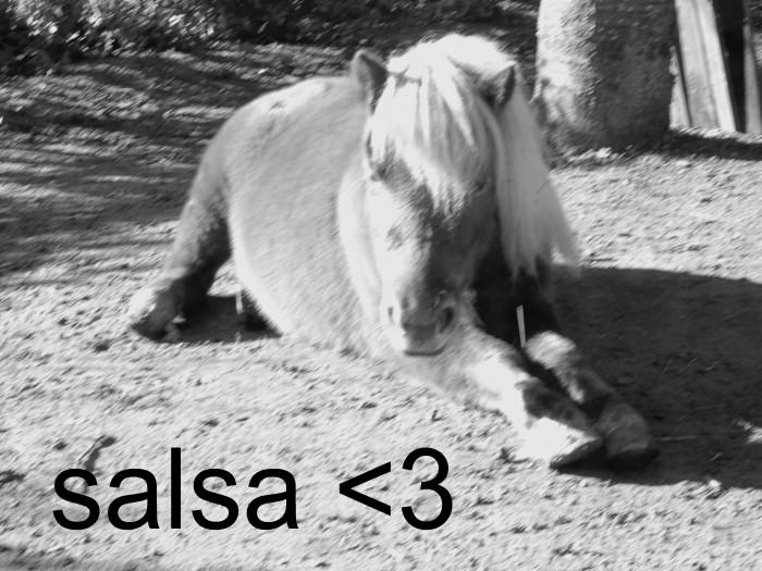 Photo de profil de salsa26