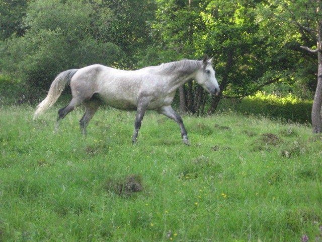Photo de profil de gerardop