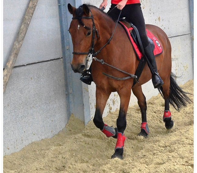Photo de profil de cheval2407