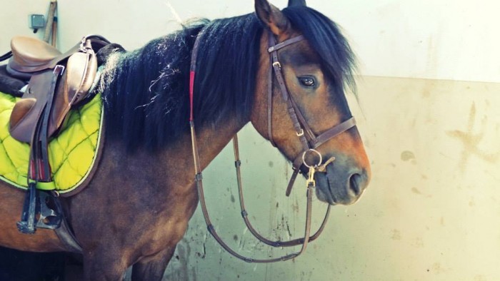 Photo de profil de littleponiy