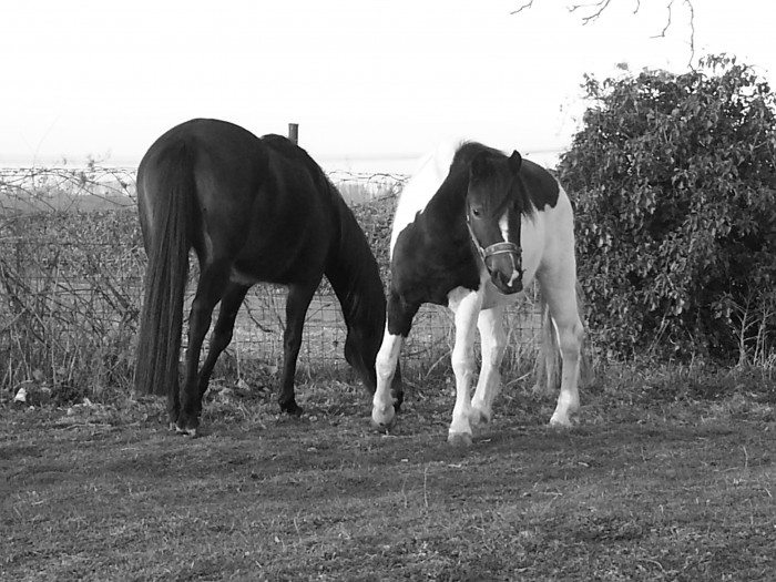 Photo de profil de fireandlolita