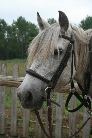 Photo de profil de equimariebisca