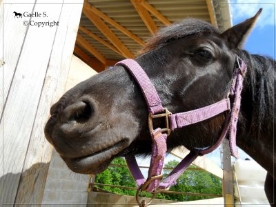 Photo de profil de mirtylle