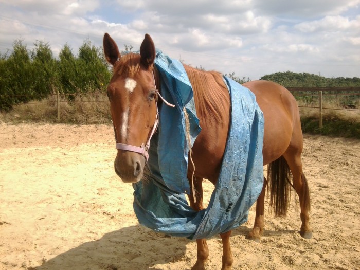 Photo de profil de saonaisland