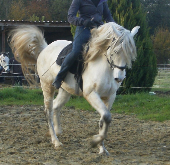 Photo de profil de predressage
