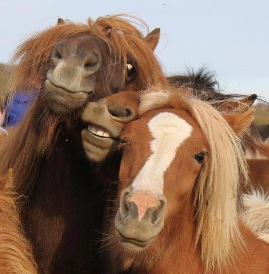 Photo de profil de standarbred