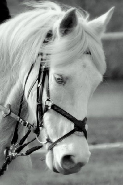 Photo de profil de leamartinpepite