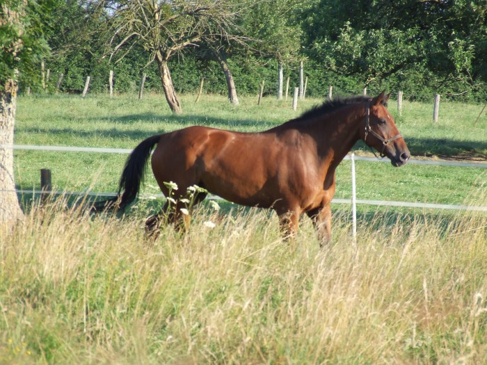 Photo de profil de aureliel