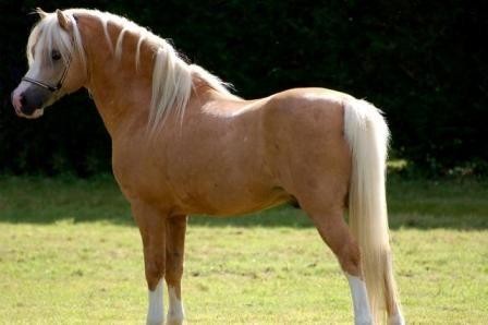 Photo de profil de lovehorse4413