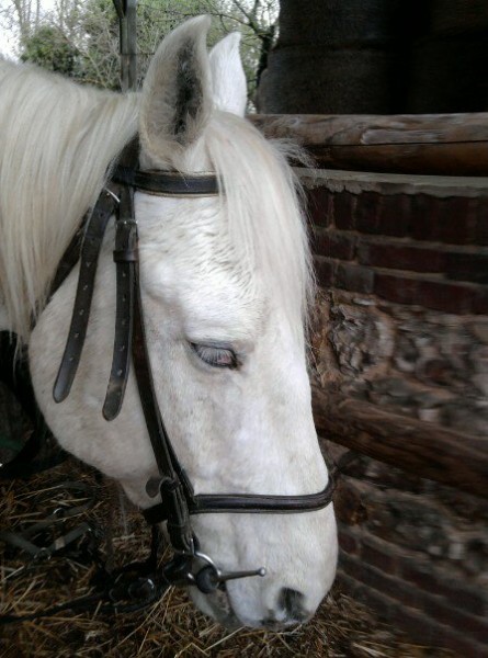 Photo de profil de love_life_horse