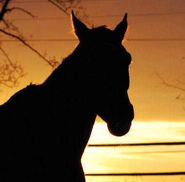 Photo de profil de horseshadow