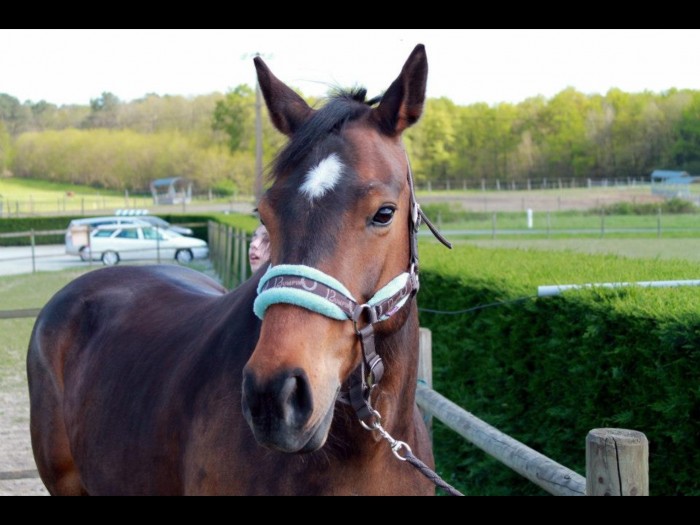 Photo de profil de quinoa.