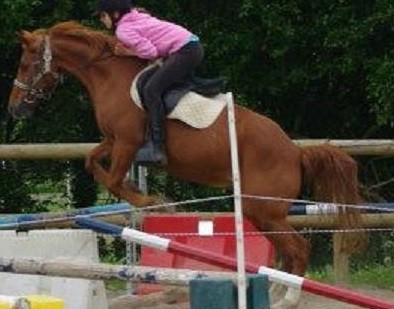Photo de profil de chevaux35120