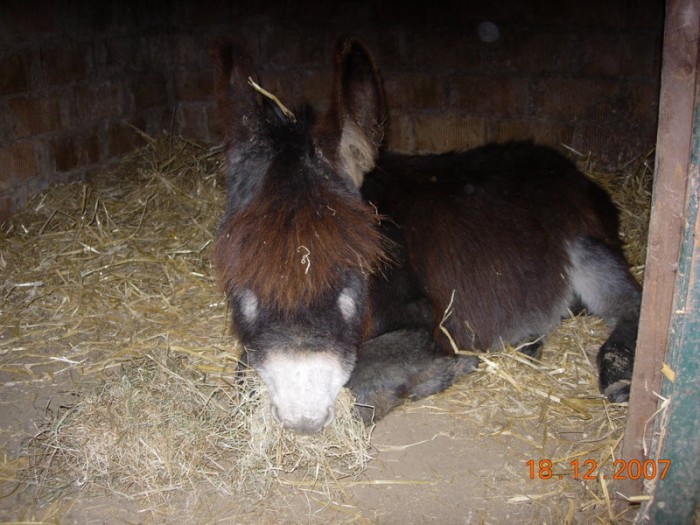 Photo de profil de carlospolo