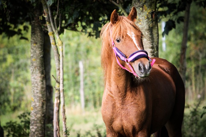 Photo de profil de lucalicolas