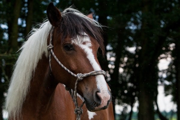 Photo de profil de maelyshorse