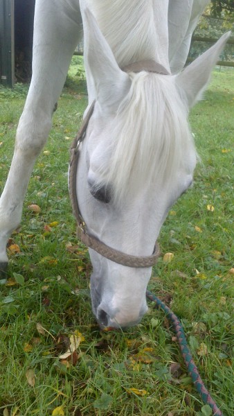 Photo de profil de maharadja