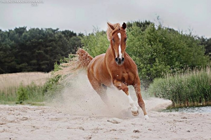 Photo de profil de lolotelovehorse