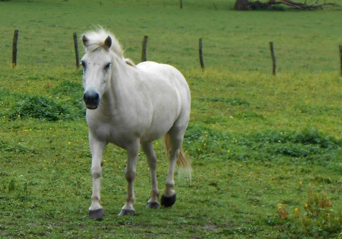 Photo de profil de tesspirate