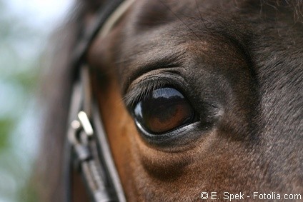 Photo de profil de patatequitation
