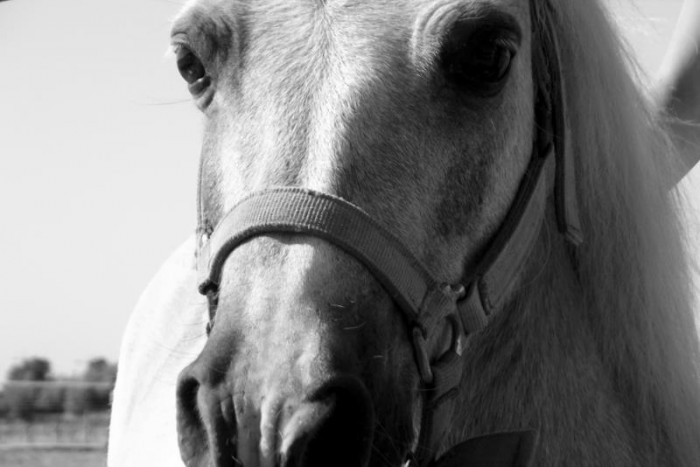 Photo de profil de neigehelliot
