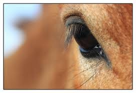 Photo de profil de cheval2506
