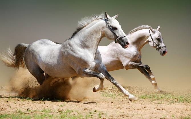 Photo de profil de ouared