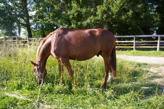 Photo de profil de pharamir