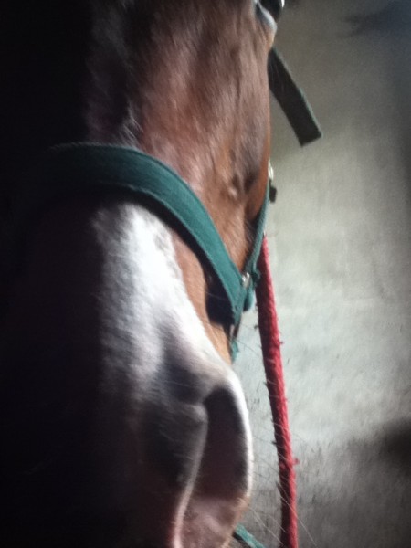 Photo de profil de raphaequit