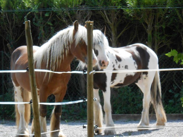 Photo de profil de pealgrymm