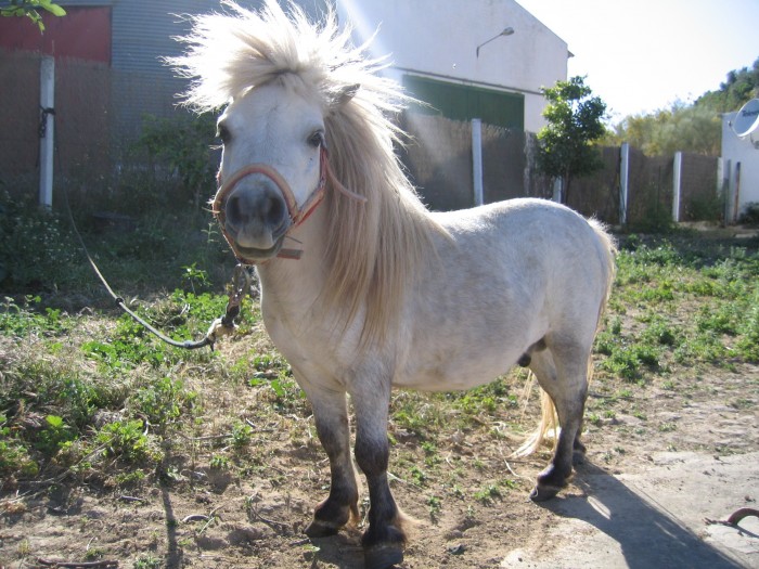 Photo de profil de poney.power