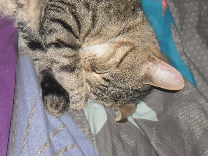 Photo de profil de mishka