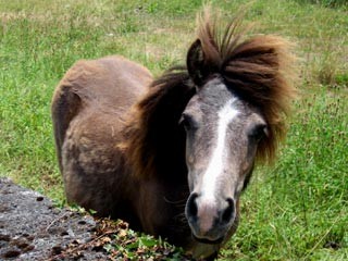 Photo de profil de shetland44