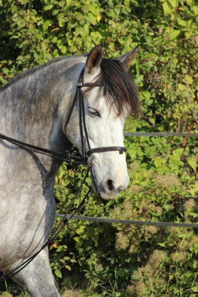 Photo de profil de odilon
