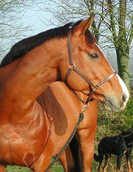 Photo de profil de melisjuh