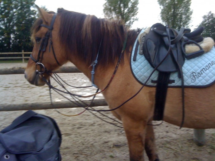 Photo de profil de rorohorse