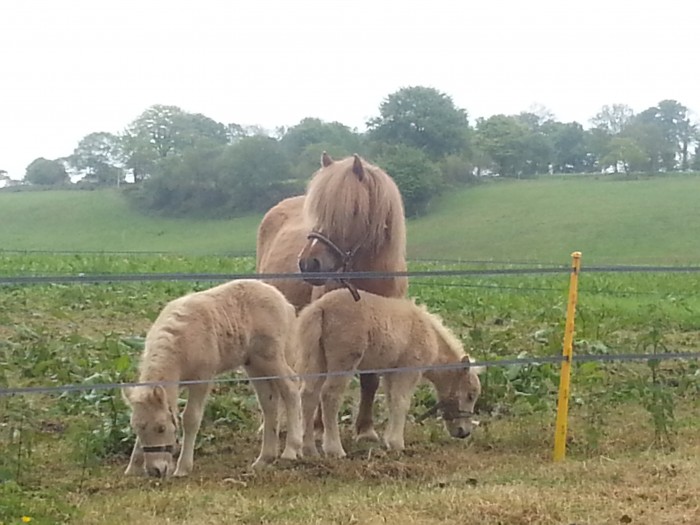 Photo de profil de elevagevaillant