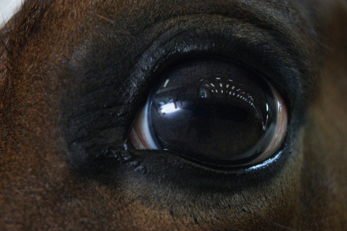 Photo de profil de moonshined