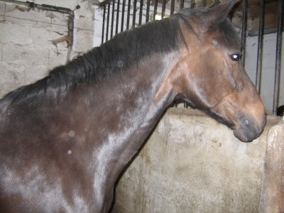 Photo de profil de lounes39