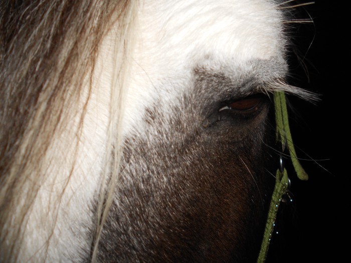 Photo de profil de plumchoum